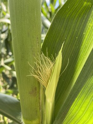 Za fazę pełni kwitnienia uważa się formalnie stan w którym 50% roślin kukurydzy wytworzyło znamiona 
